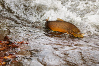 Big Rock Migration